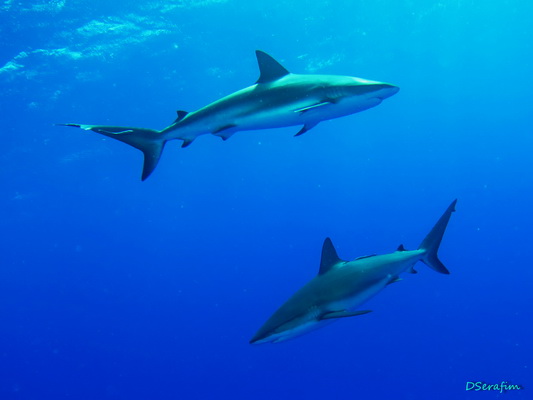 Silk Sharks