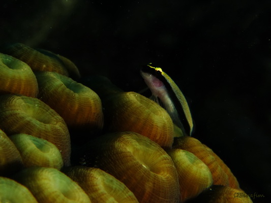 Gbio Neon