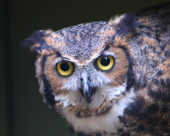 Horned owl.jpg