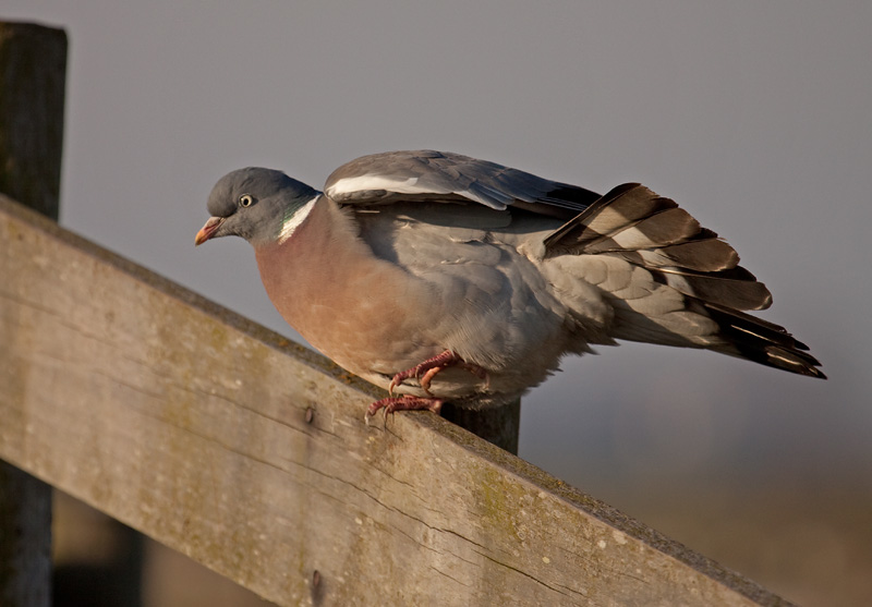 houtduif