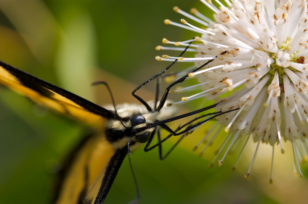Buttonbush with Eastern Tiger Swallowtail