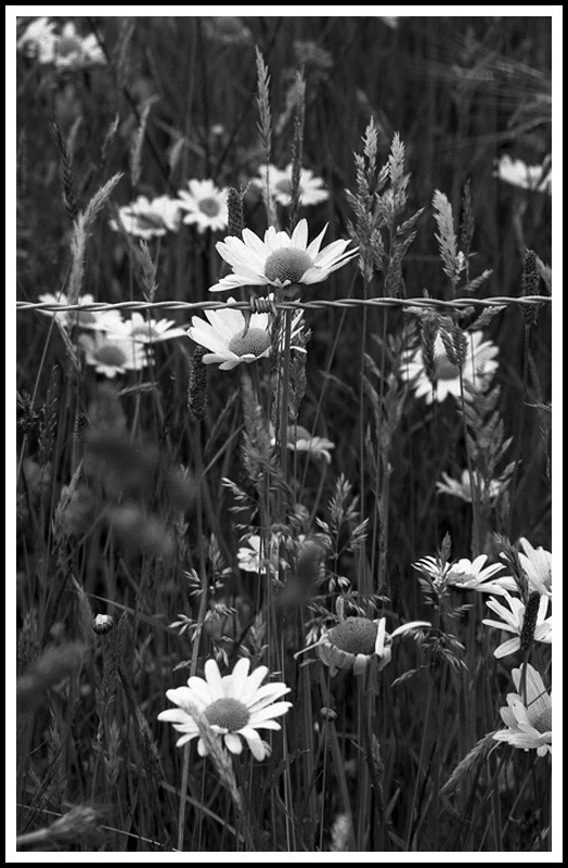 Daisies and Barbed Wire, near Pucon.