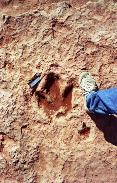 Dinosaur Tracks; One Big, One Small