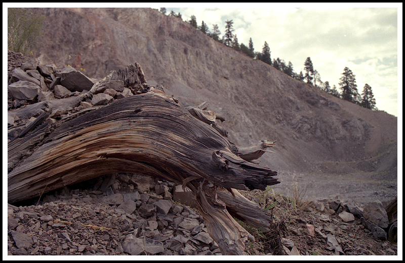 Sunset Crater, Rock and Stump.