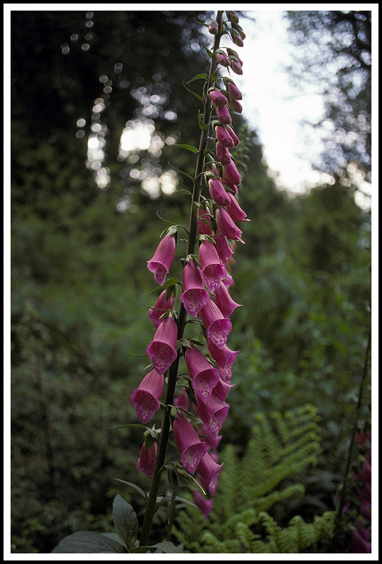 Native wild flowers near Pucon