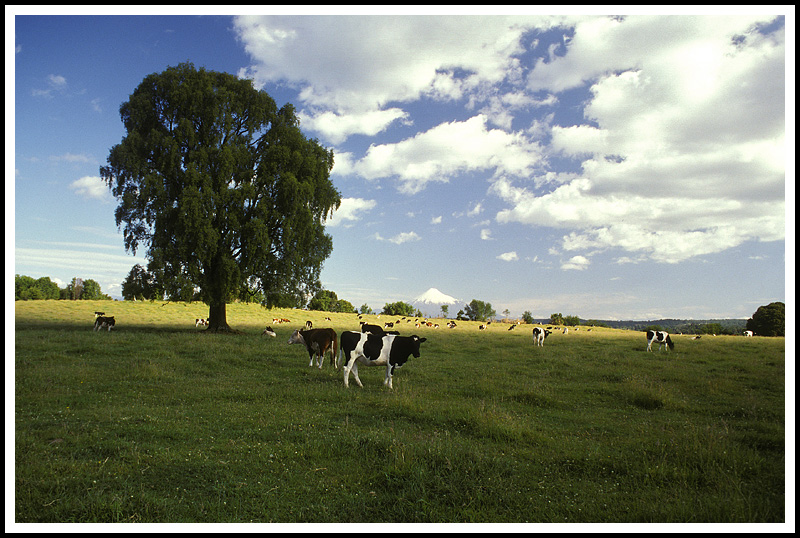 Cows and tree with Osorno Volcano in the distance