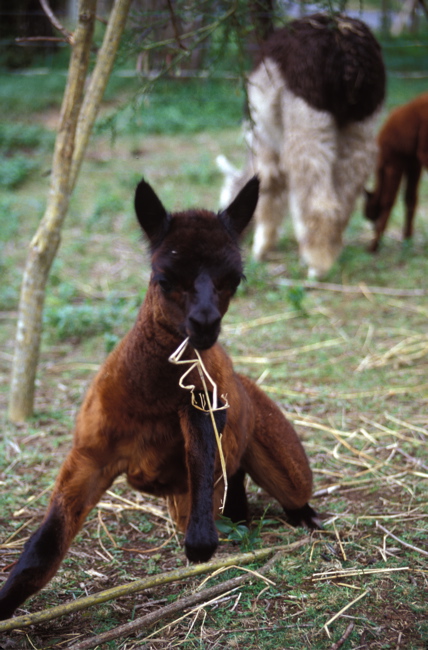 Baby Alpaca
