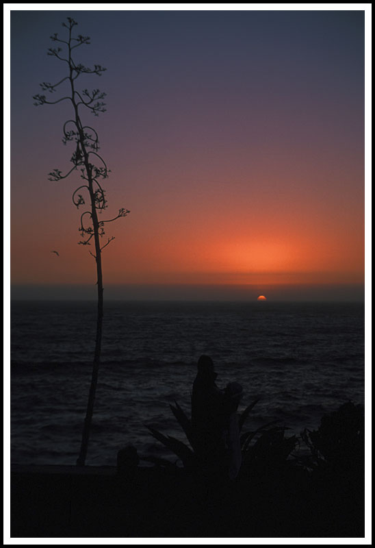 A very tall Chilean Agave (maybe 20+ feet tall)  at sunset