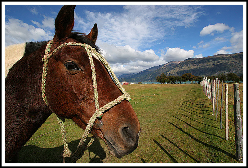 Bagualero Horse