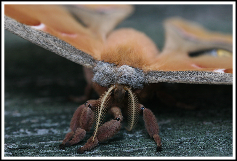 A Very Furry Moth Indeed