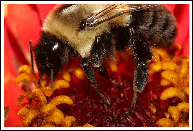 Bee on Flower