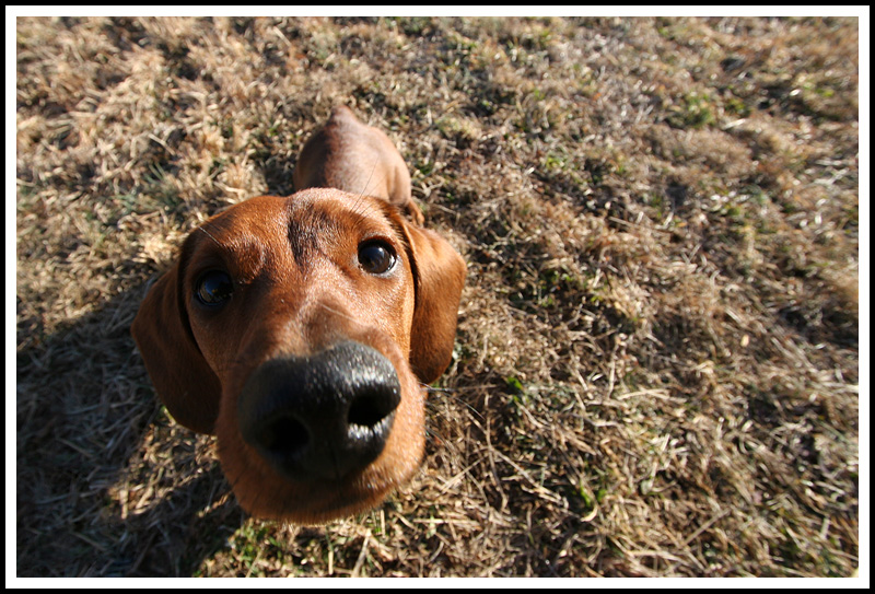 Big Headed Little Dog