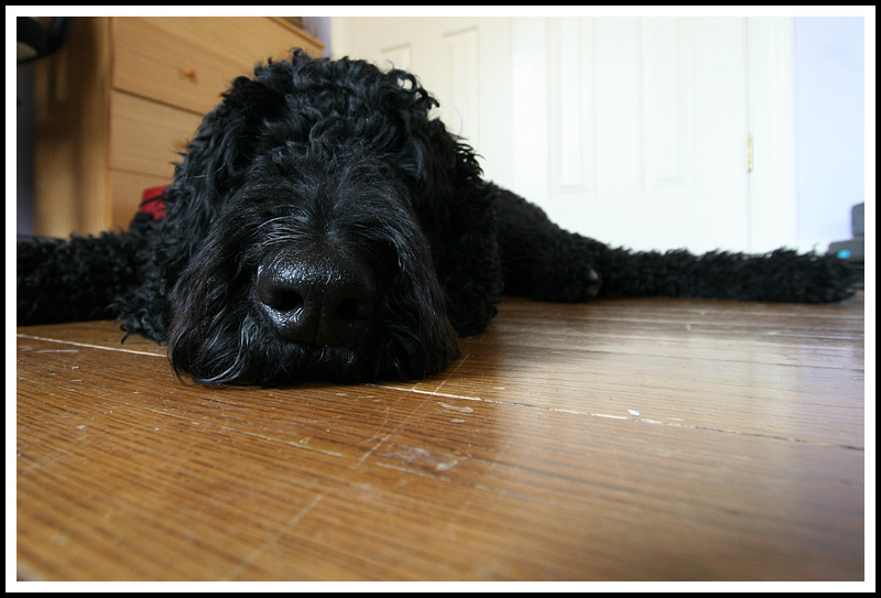 Angus the Big Nosed Poodle