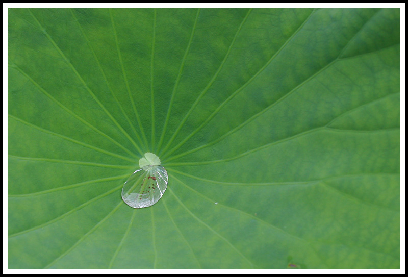 Water Lilly