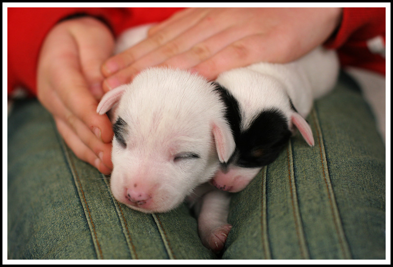 Little Pups