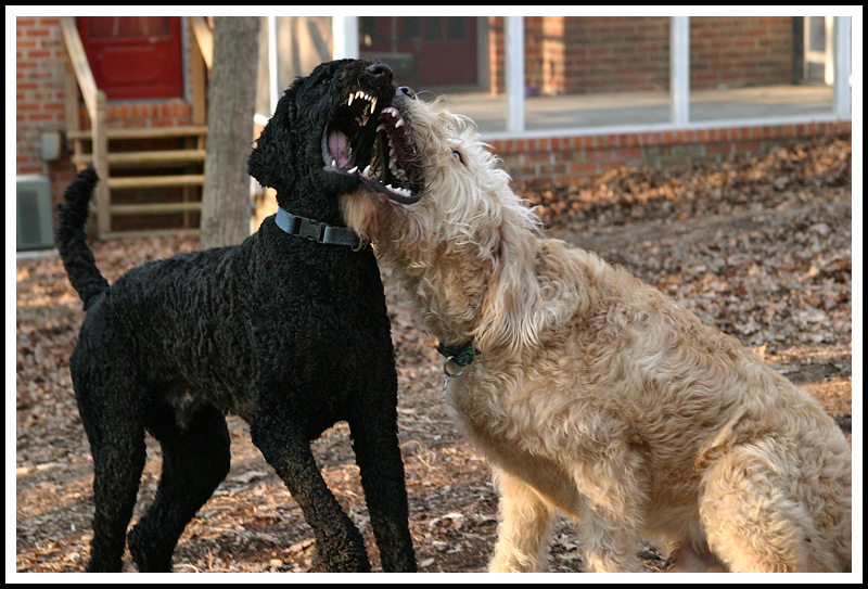 My dog and his best friend Ozzie clowning around (really)
