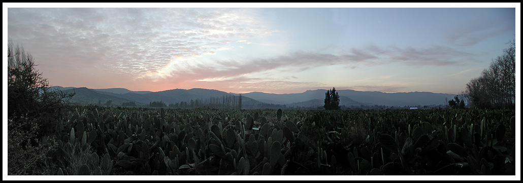 Prickly Pear (Tuna) Fields