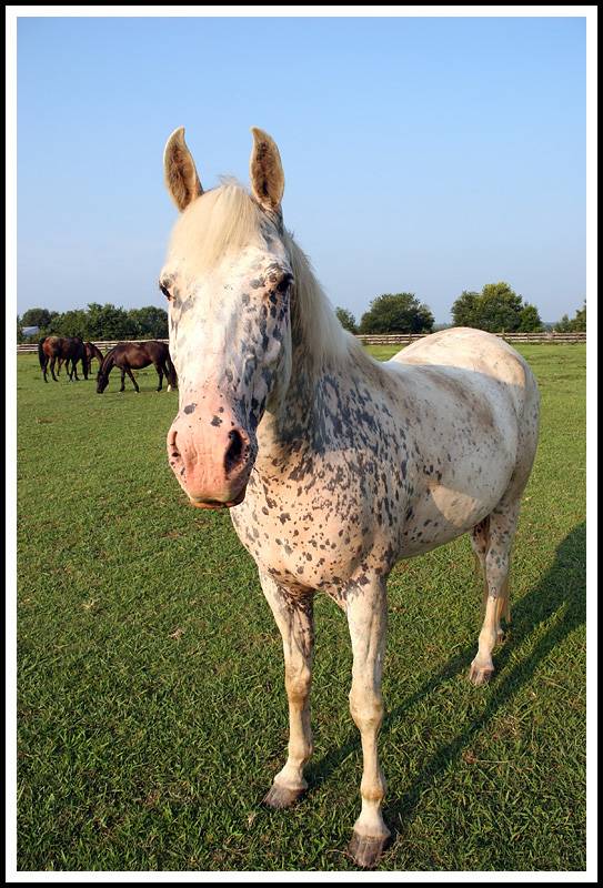 Horse