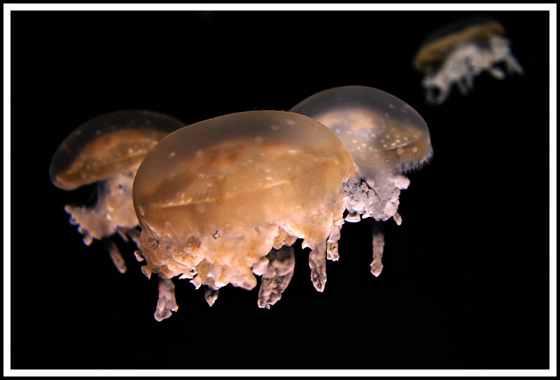 Group of Jellies