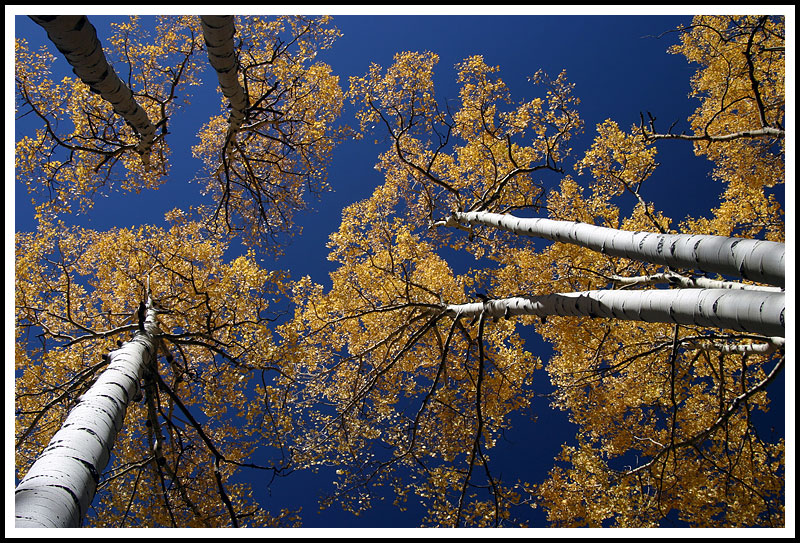 Aspen Sky