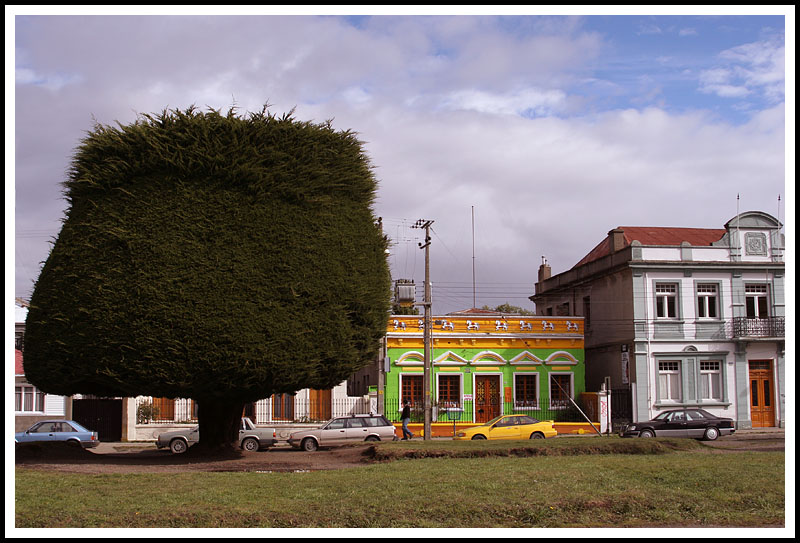 Patagonia: Strange Trees of Punta Arenas