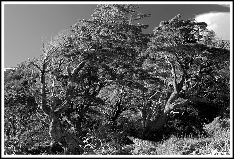 Patagonia: Trees in the Wind