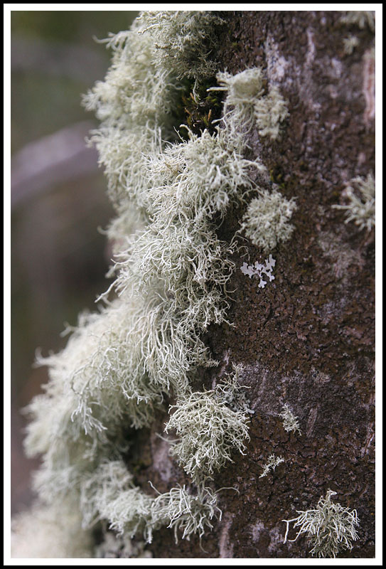 Patagonia: Moss