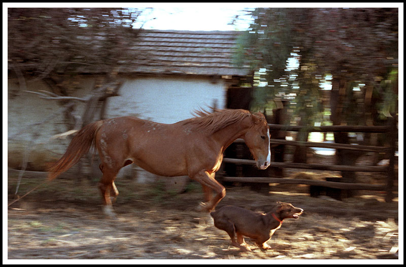 Dog (Drambuie) and Horse