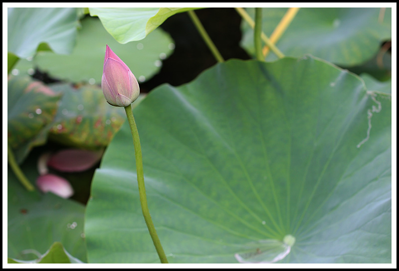 Water Lilly