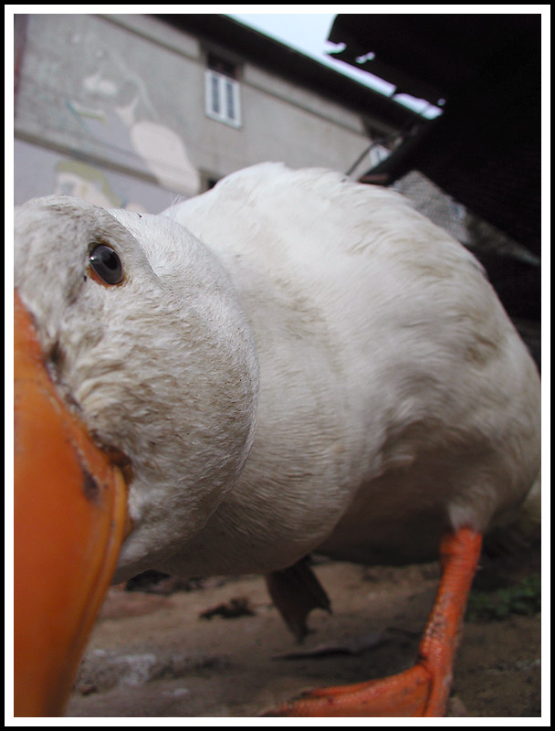 Duck!
