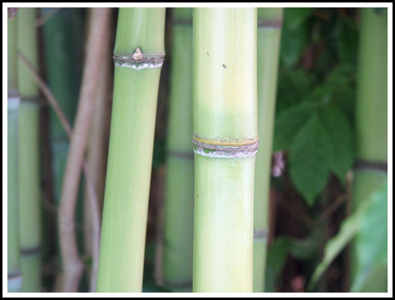 Bamboo