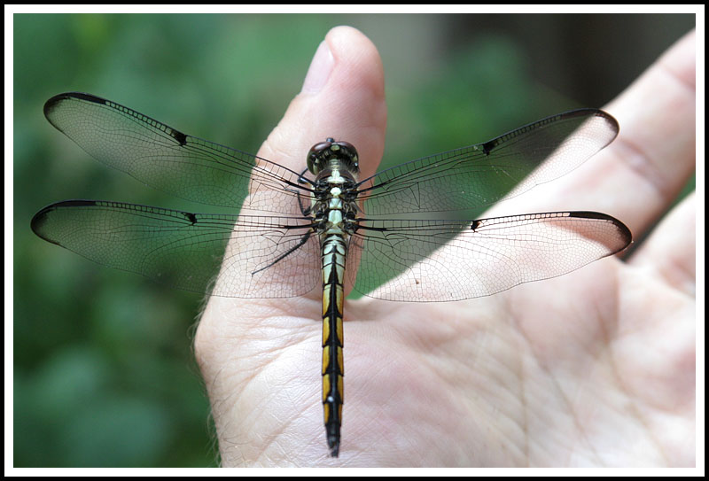 Pet Dragonfly (read below)