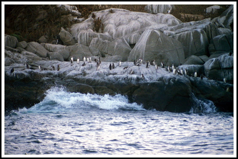 1991PapudoPenguins.jpg