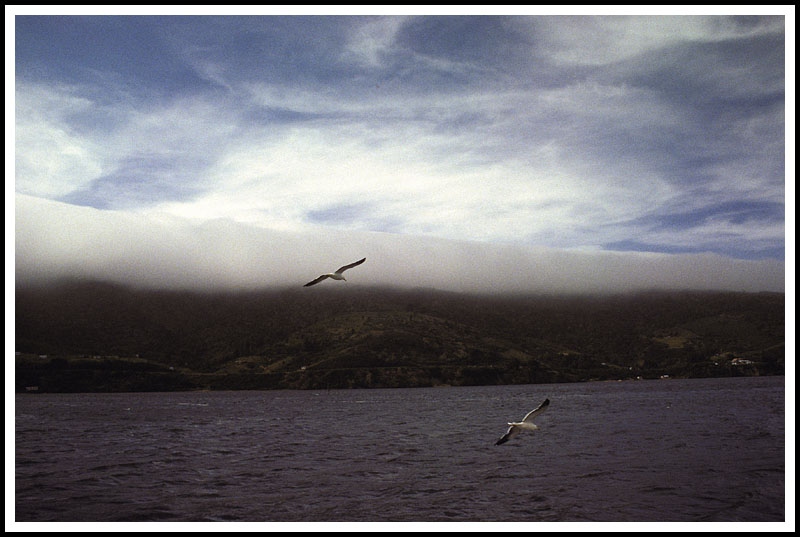 Gulls and Fog, Calle Calle River