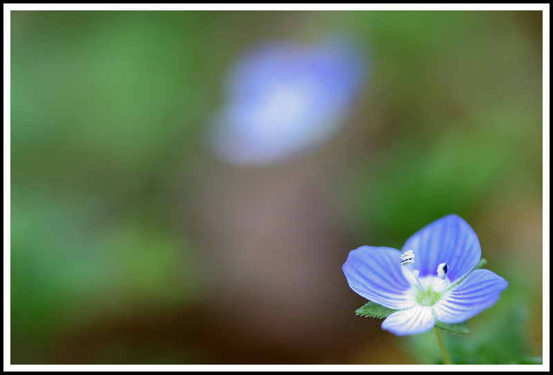 Tiny Little Flower