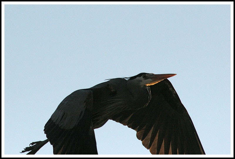 Blue Heron