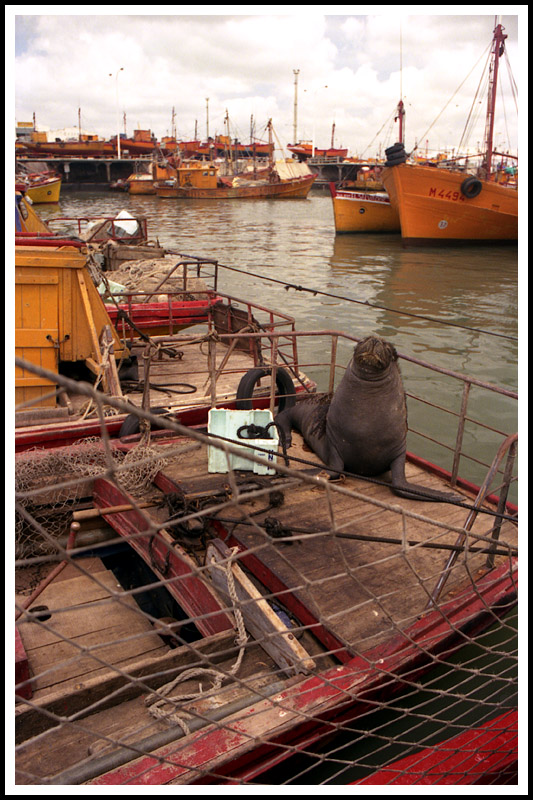 Fishing Boat Visitor