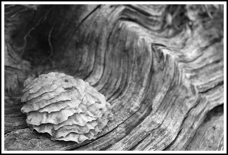 Shell and Wood