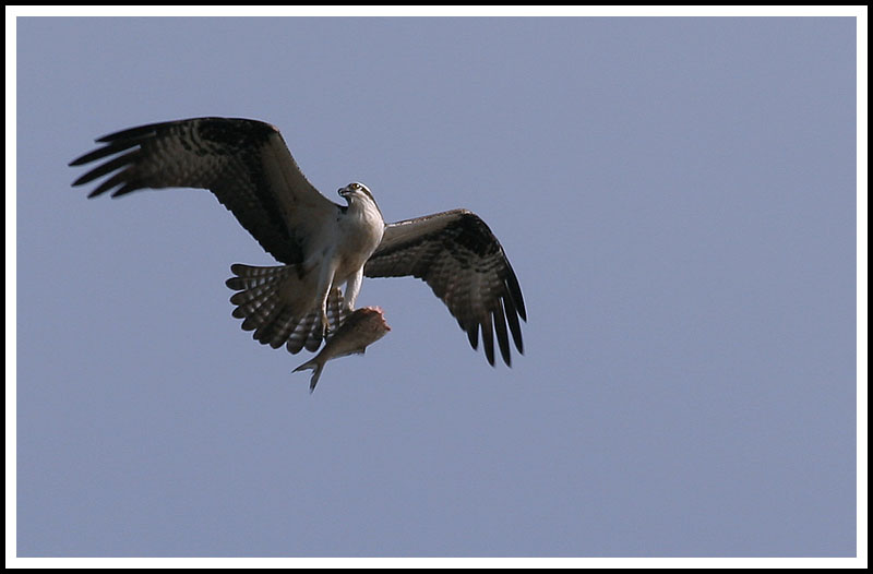 The Other Osprey