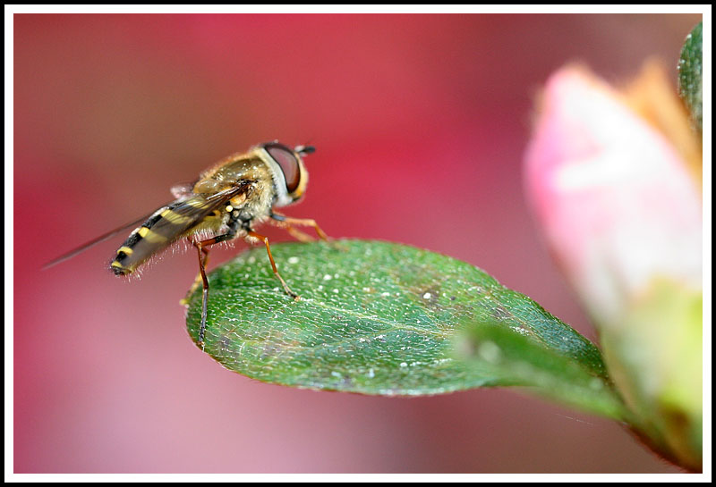 Flower Fly