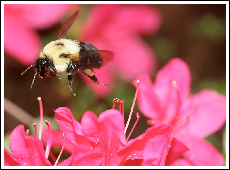 Flying Sheep/Bumble Bee