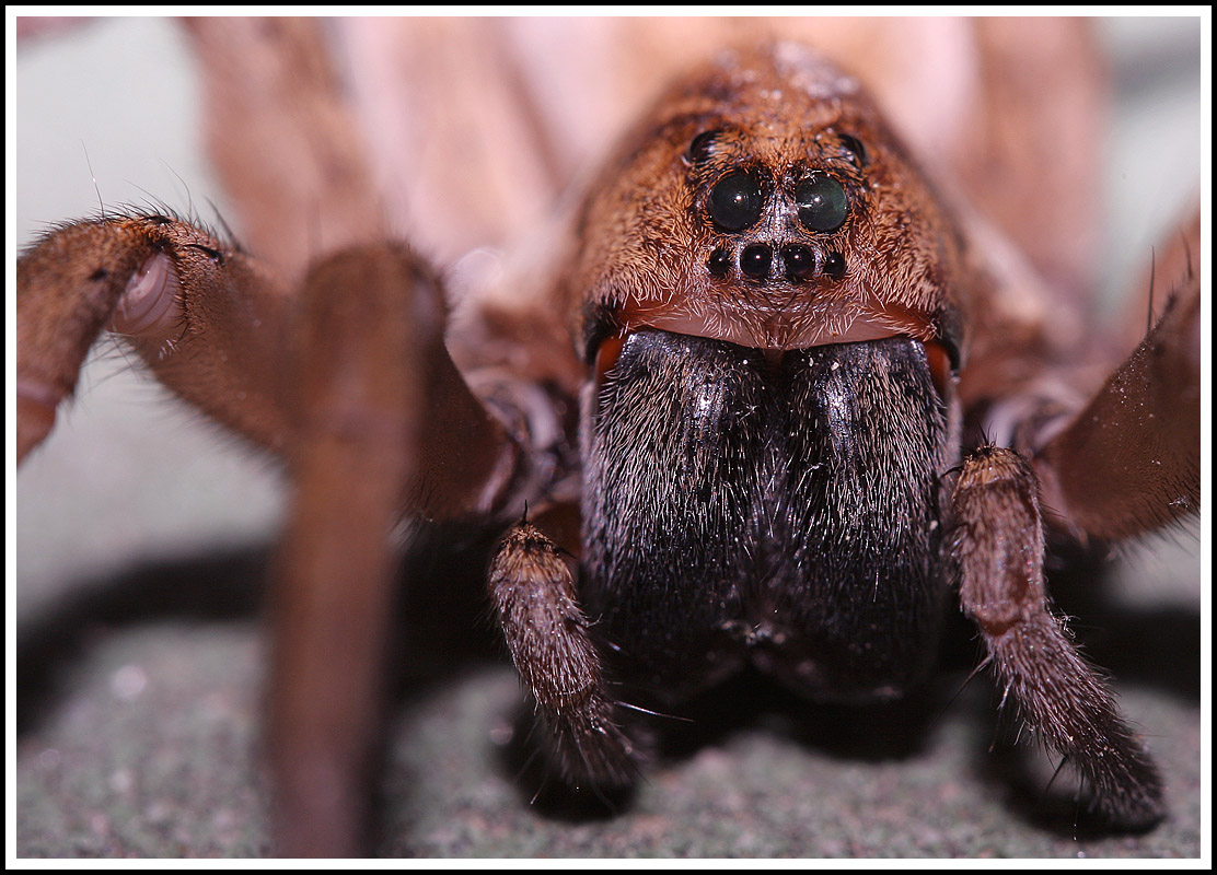 Wolf Spider