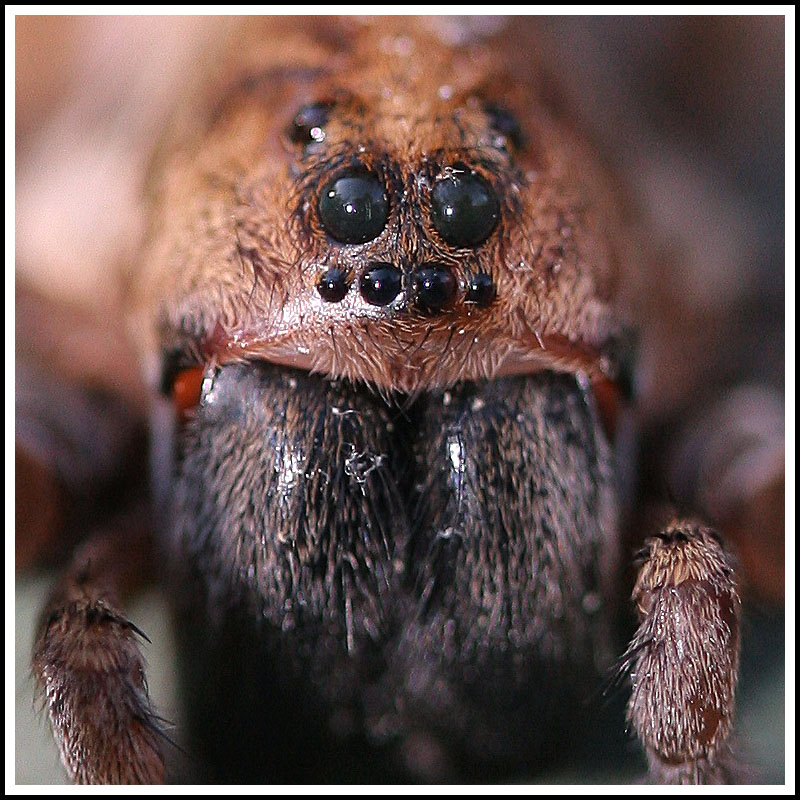 Wolf Spider Face