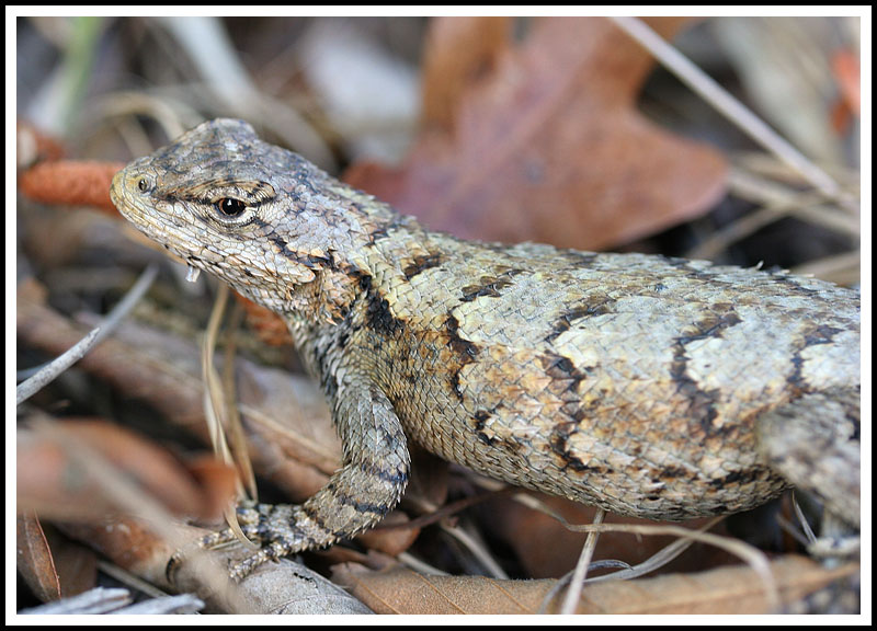 Eastern Fence Racer