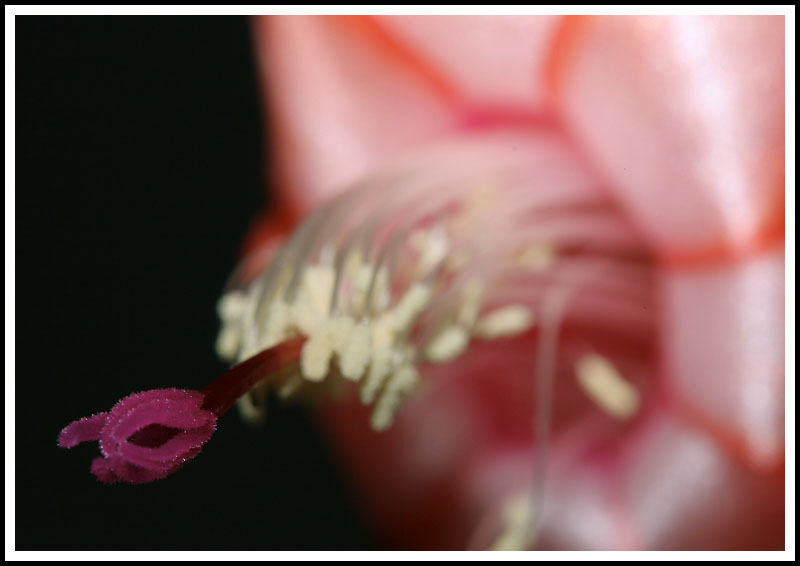 Christmas Cactus Flower