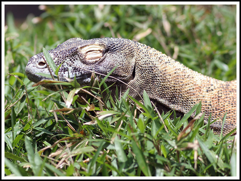 Komodo Dragon I