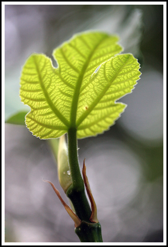 Fig Leaf