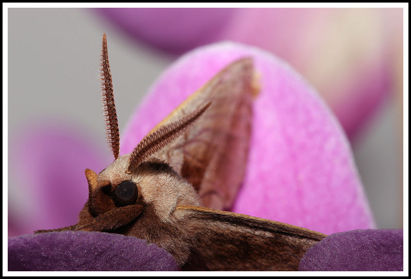 Moth and Orchid II