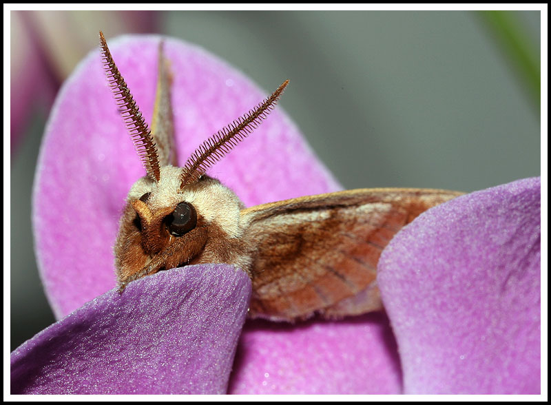 Moth on Orchid III (Alternative Crop)