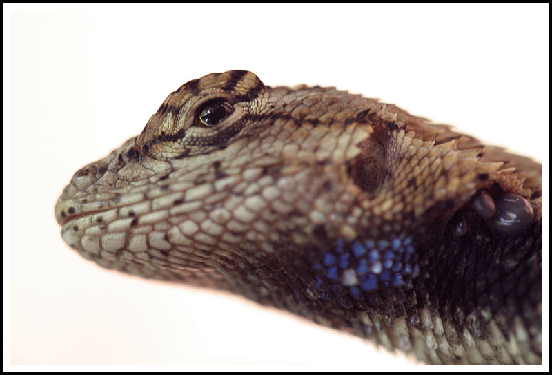 Eastern Fence Racer